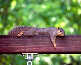 Eichhörnchen liegt auf Holz